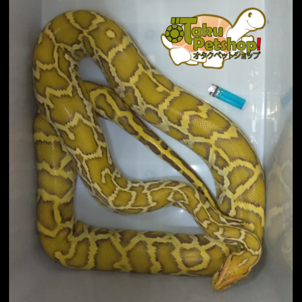 Molurus Python Albino T+ 